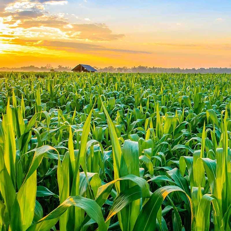 Advancing%20Organic%20Regenerative%20Agriculture%20|%20Pioneering%20Biomedical%20&%20Environmental%20Research