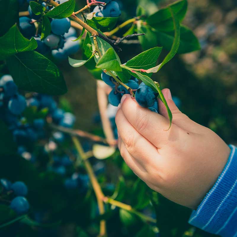 Advancing%20Organic%20Regenerative%20Agriculture%20|%20Pioneering%20Biomedical%20&%20Environmental%20Research