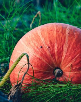 Advancing Organic Regenerative Agriculture | Pioneering Biomedical & Environmental Research