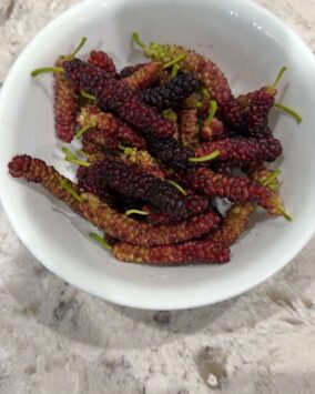 Pakistani Mulberry Fruits